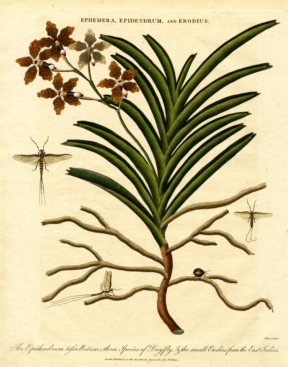Epidendrum; Ephemera; en Erodius door John Pass