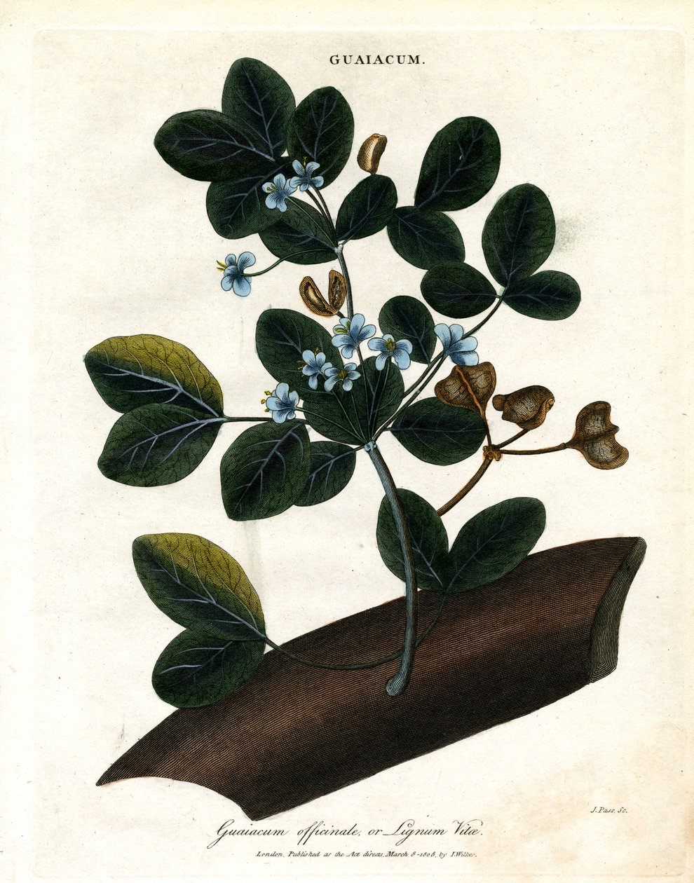 Guaiacum officinale - Lignum Vitae door John Pass