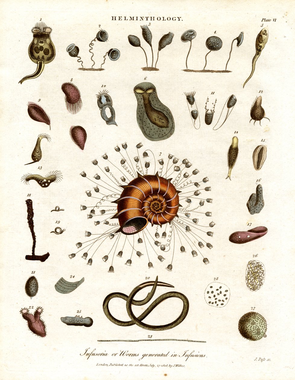 Infusoria of wormen gegenereerd in infusies door John Pass
