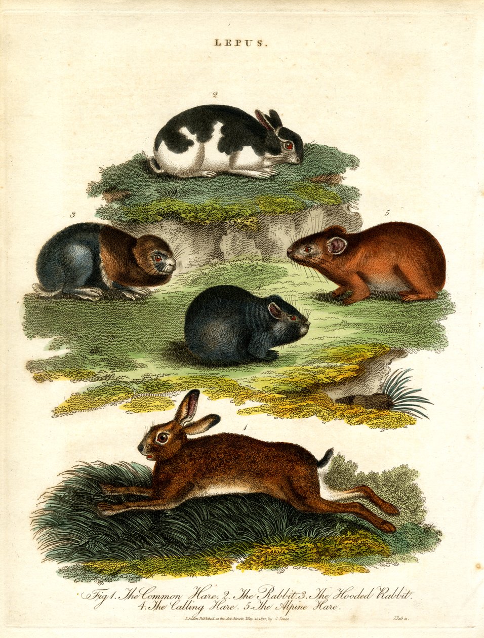 Lepus - hazen en knaagdieren door John Pass