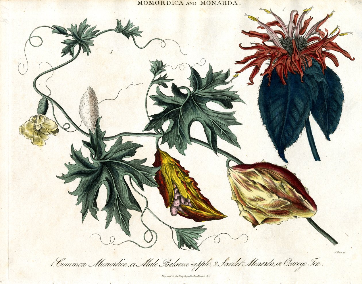 Momordica en Monarda door John Pass