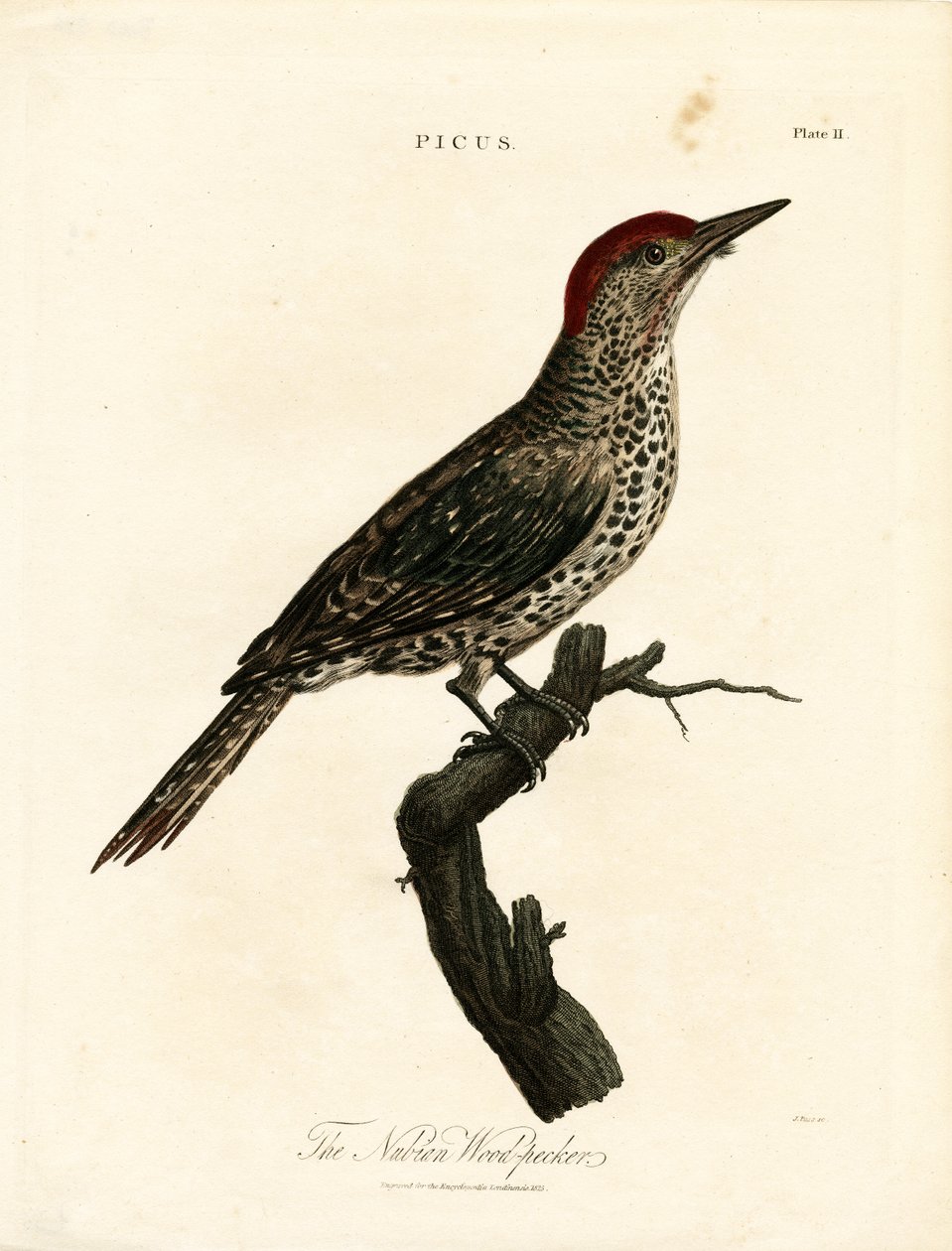 Nubian Woodpecker (Picus) door John Pass
