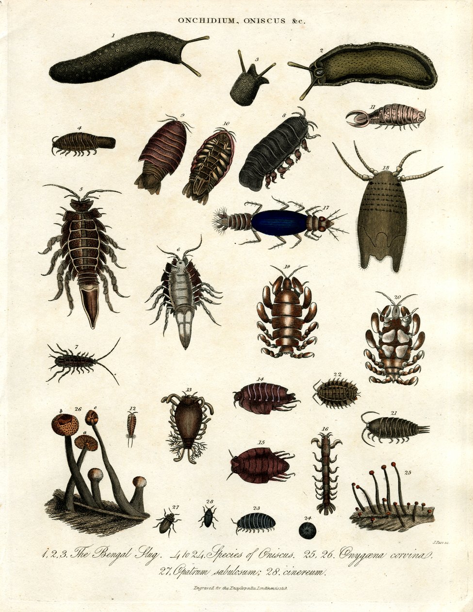 Onchidium;Oniscus en andere geleedpotigen door John Pass