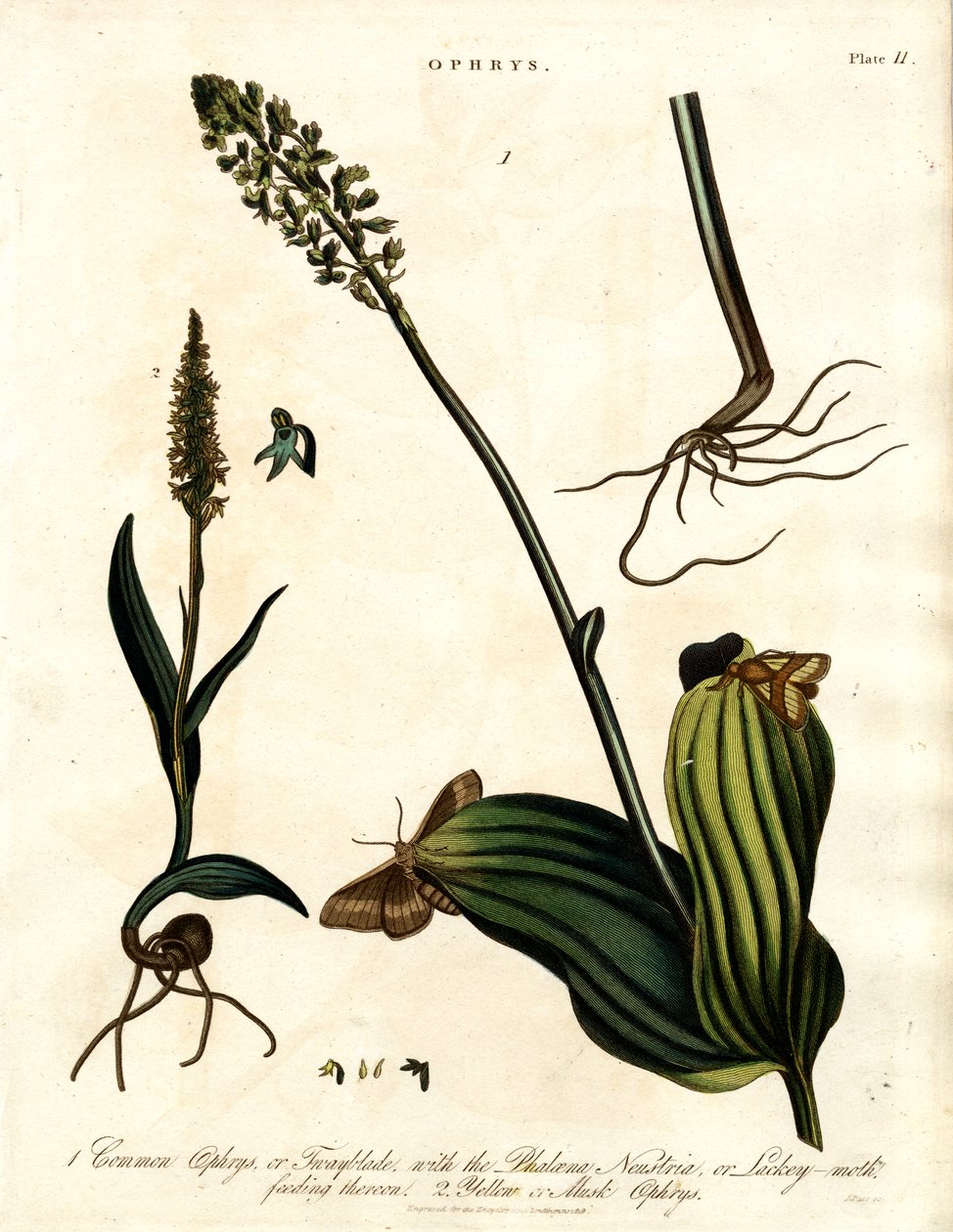 Ophrys Soorten met Nachtvlinder door John Pass