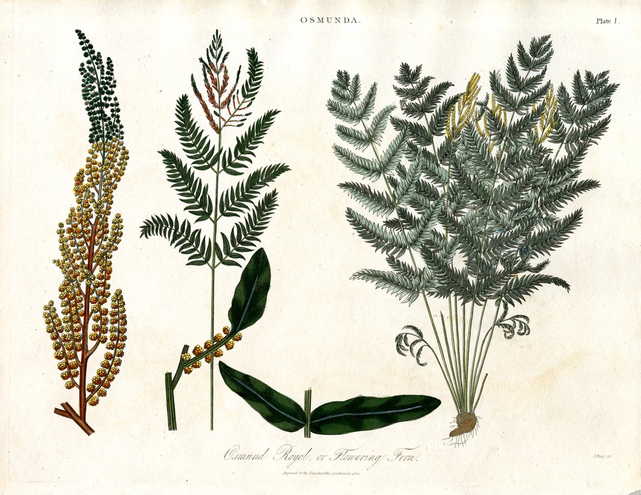 Osmunda door John Pass
