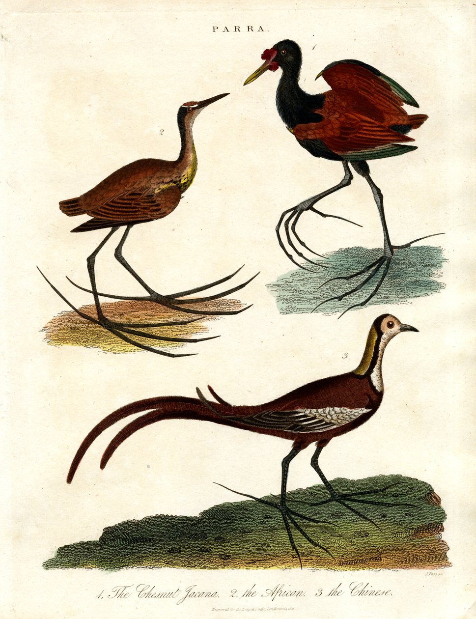 Parra soorten (Jacanas) door John Pass