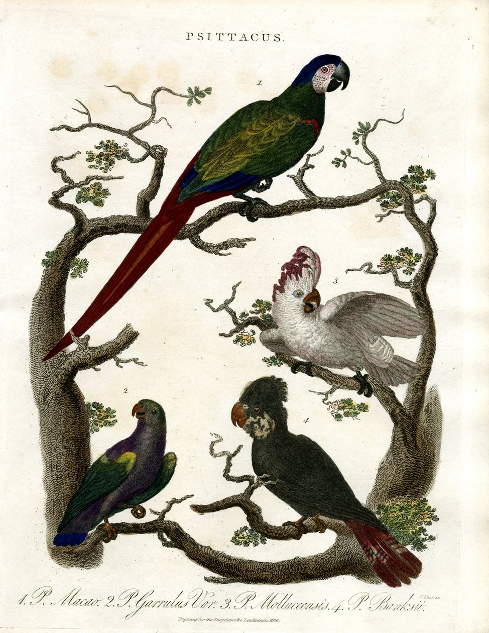 Papegaaien (Psittacus) door John Pass
