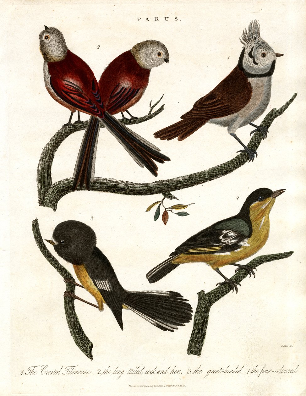 Parus: Meesjes en Parids door John Pass