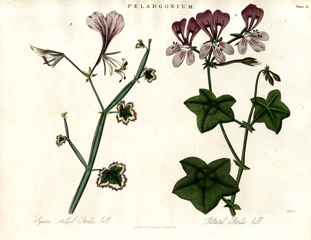 Pelargonium Soorten (Ooievaarsbek) door John Pass