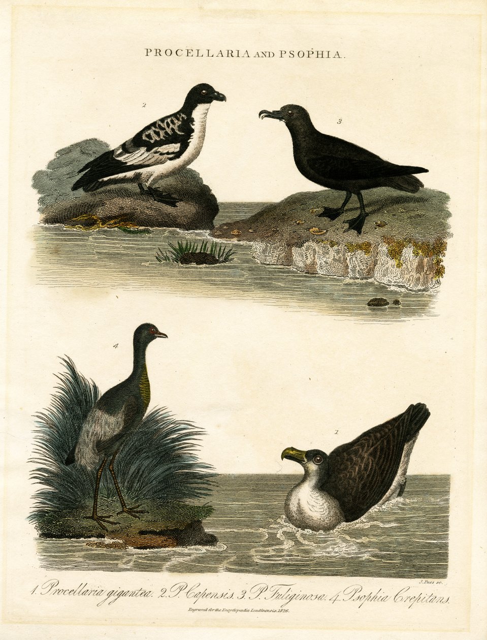 Stormvogels (Procellaria) en Trompetteraars (Psophia) door John Pass