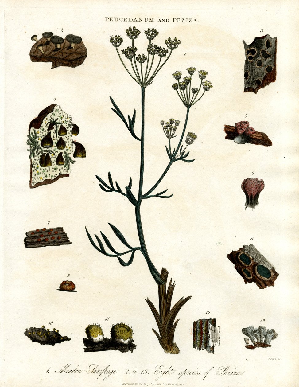 Peucedanum en Peziza door John Pass