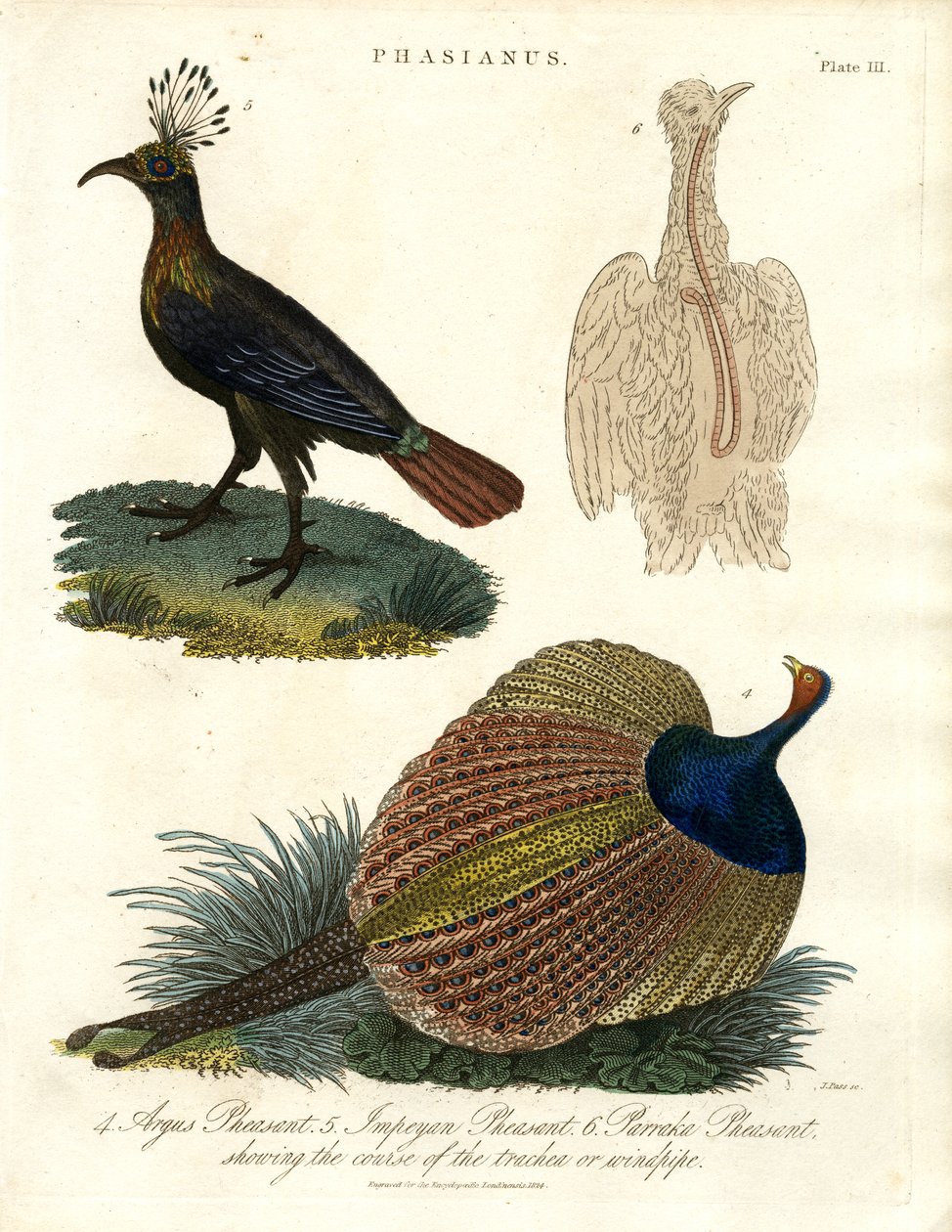 Phasianus (Fazantensoort) door John Pass