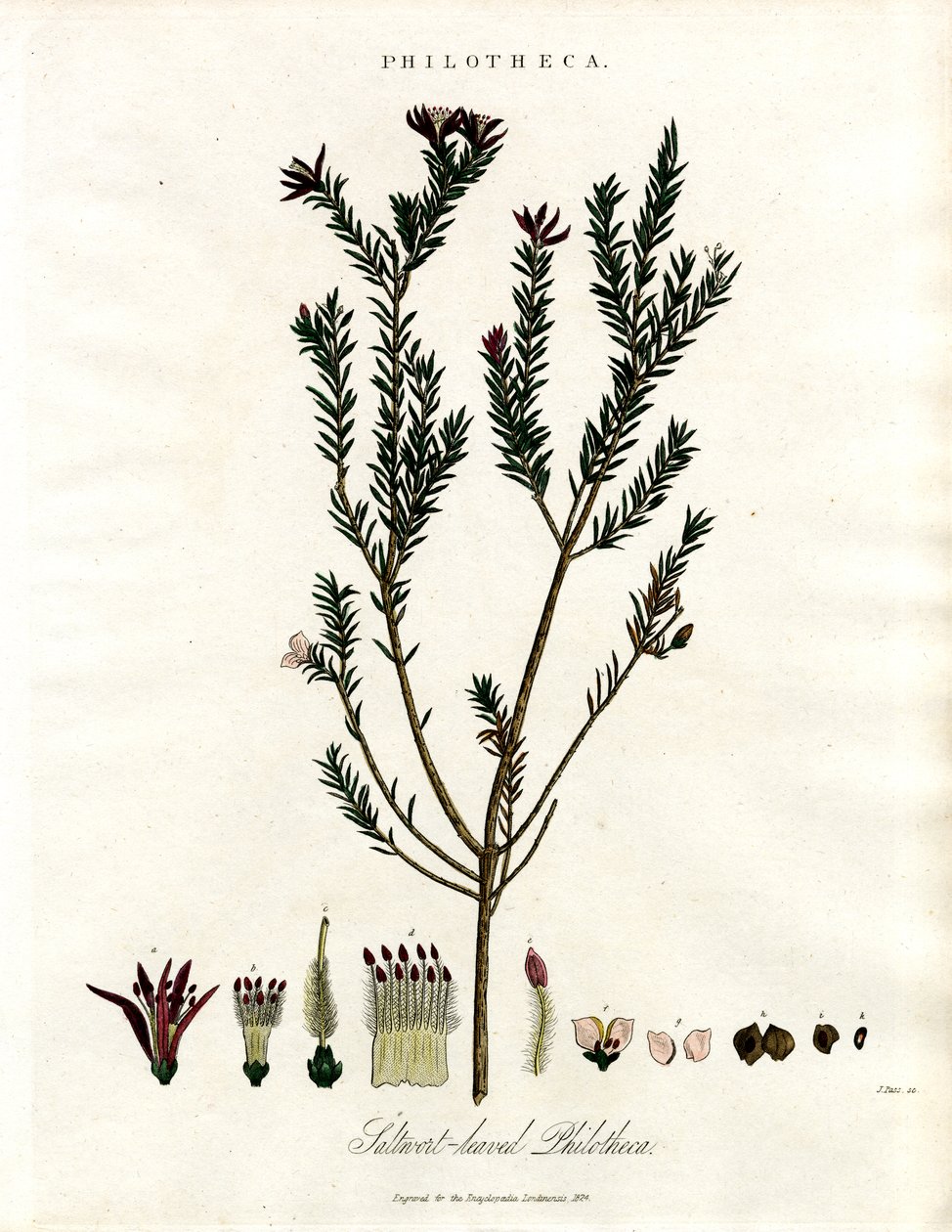 Philotheca door John Pass