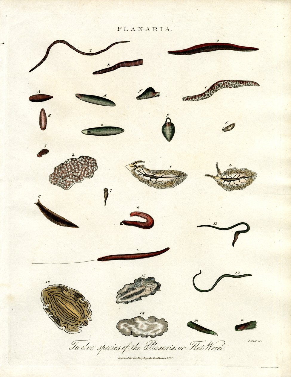 Planaria - Twaalf soorten platwormen door John Pass