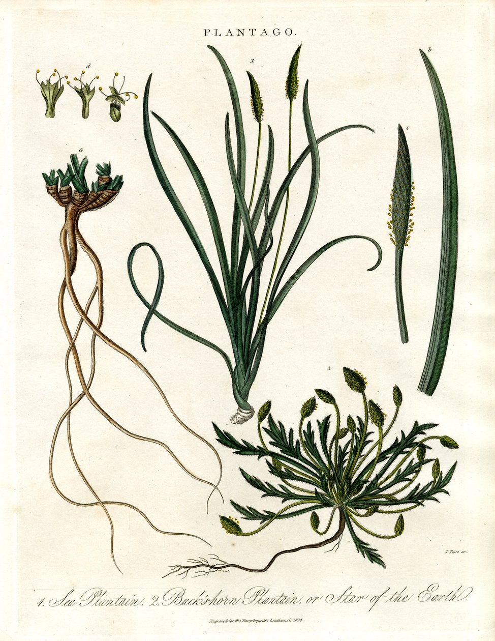 Plantago soorten door John Pass