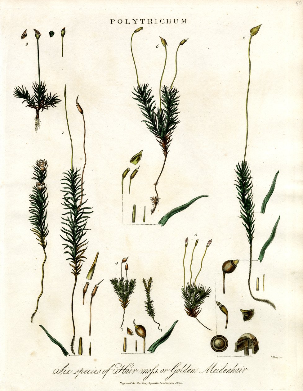 Polytrichum door John Pass