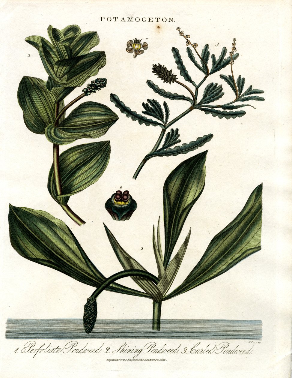 Potamogeton (Pondweed Species) door John Pass