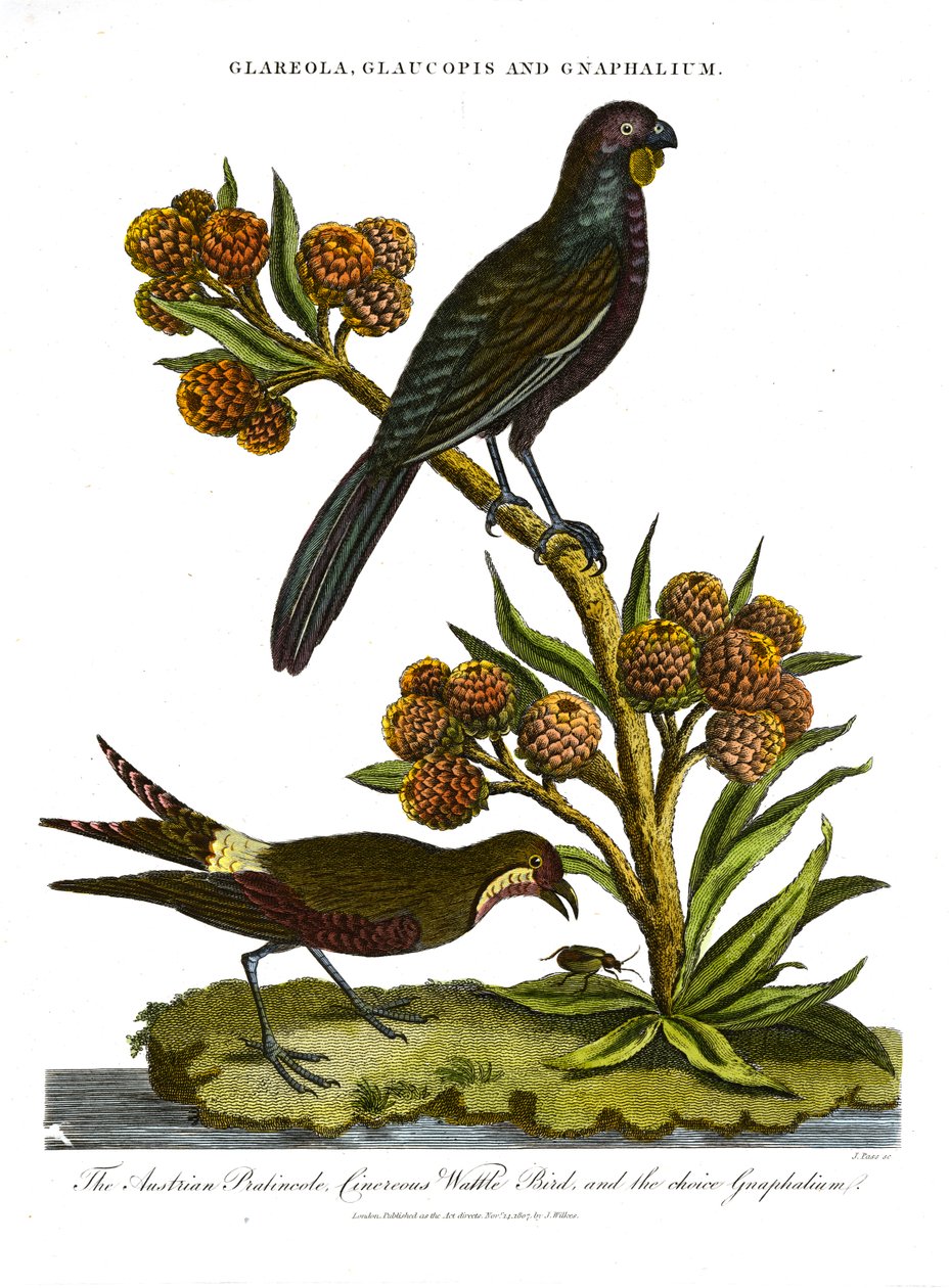 Pratincole; Glaucopis en Gnaphalium: Oostenrijkse Pratincole;Cinerous Wattle Bird en keuze Gnaphalium door John Pass