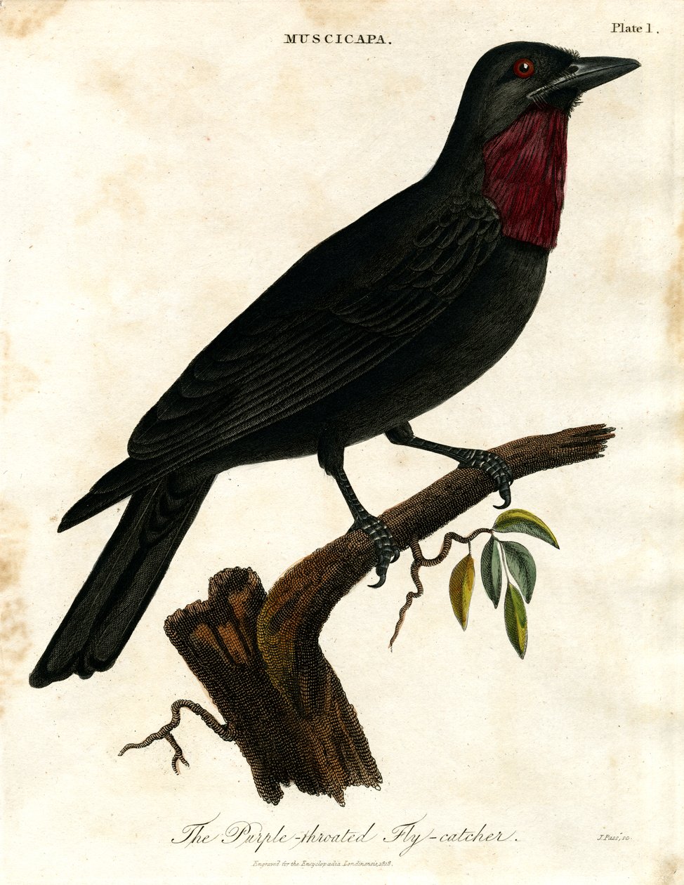 Paarskeel vliegenvanger (Muscicapa) door John Pass