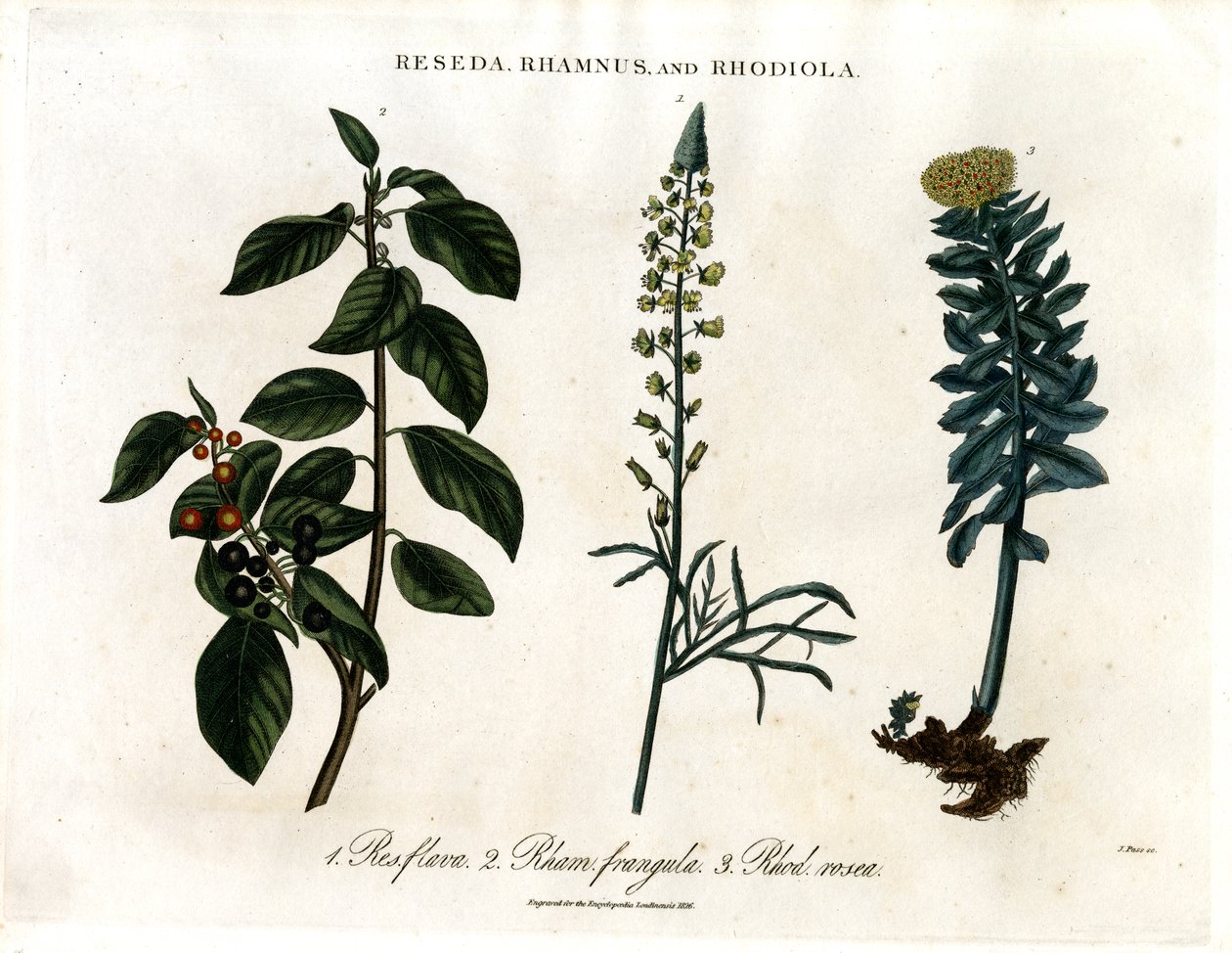 Reseda; Rhamnus en Rhodiola door John Pass