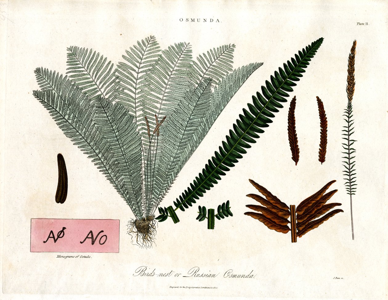 Koningsvaren (Osmunda) door John Pass