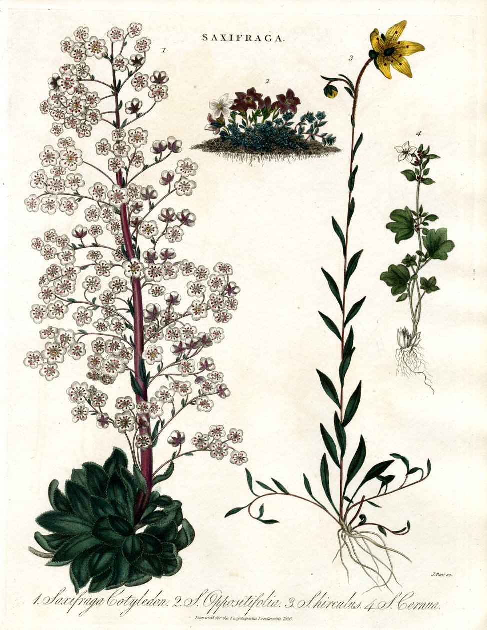 Saxifraga Soorten door John Pass