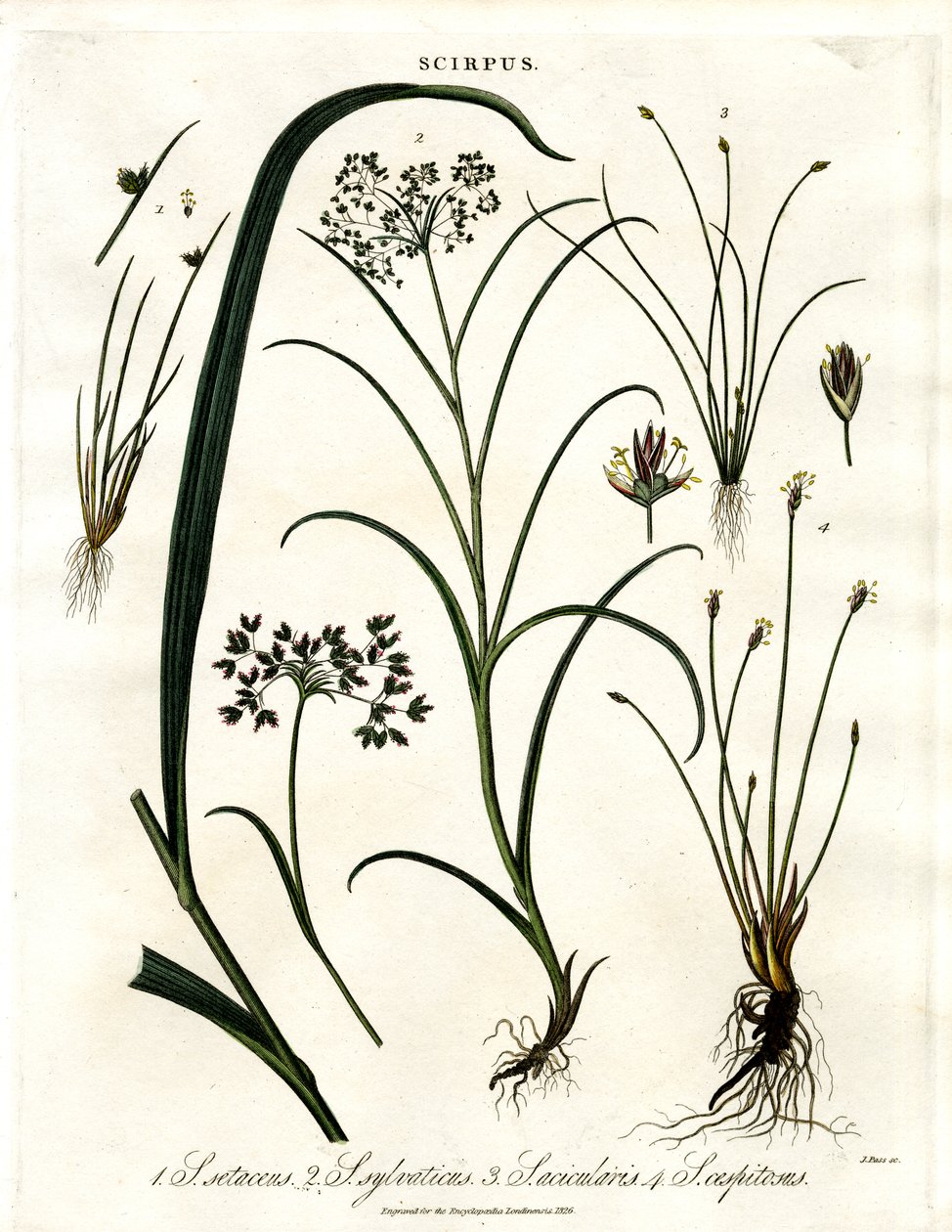 Scirpus Soorten door John Pass
