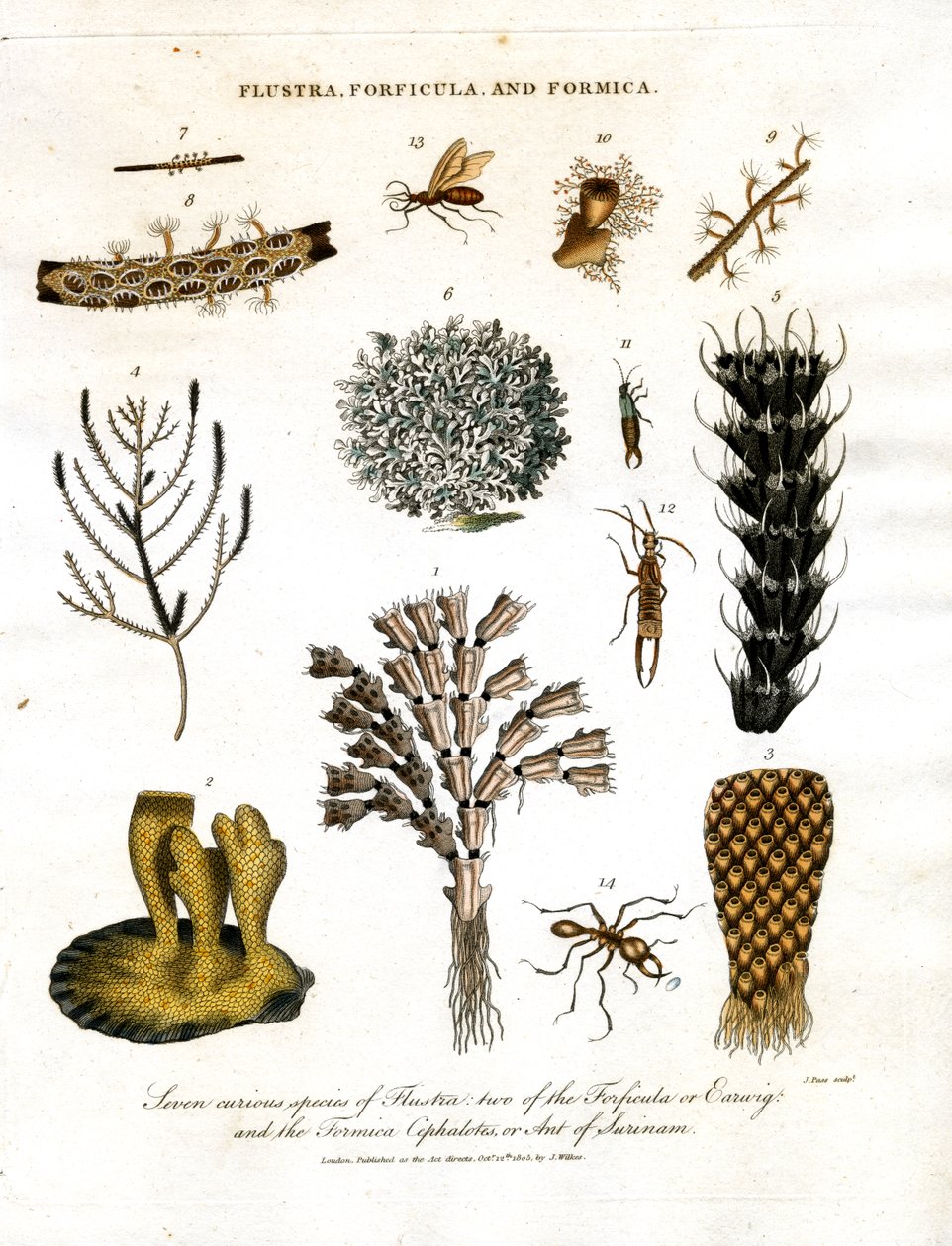 Zeven merkwaardige soorten Flustra;twee van de Forficula of Oorworm;en de Formica Cephalotes;of Mier van Suriname door John Pass