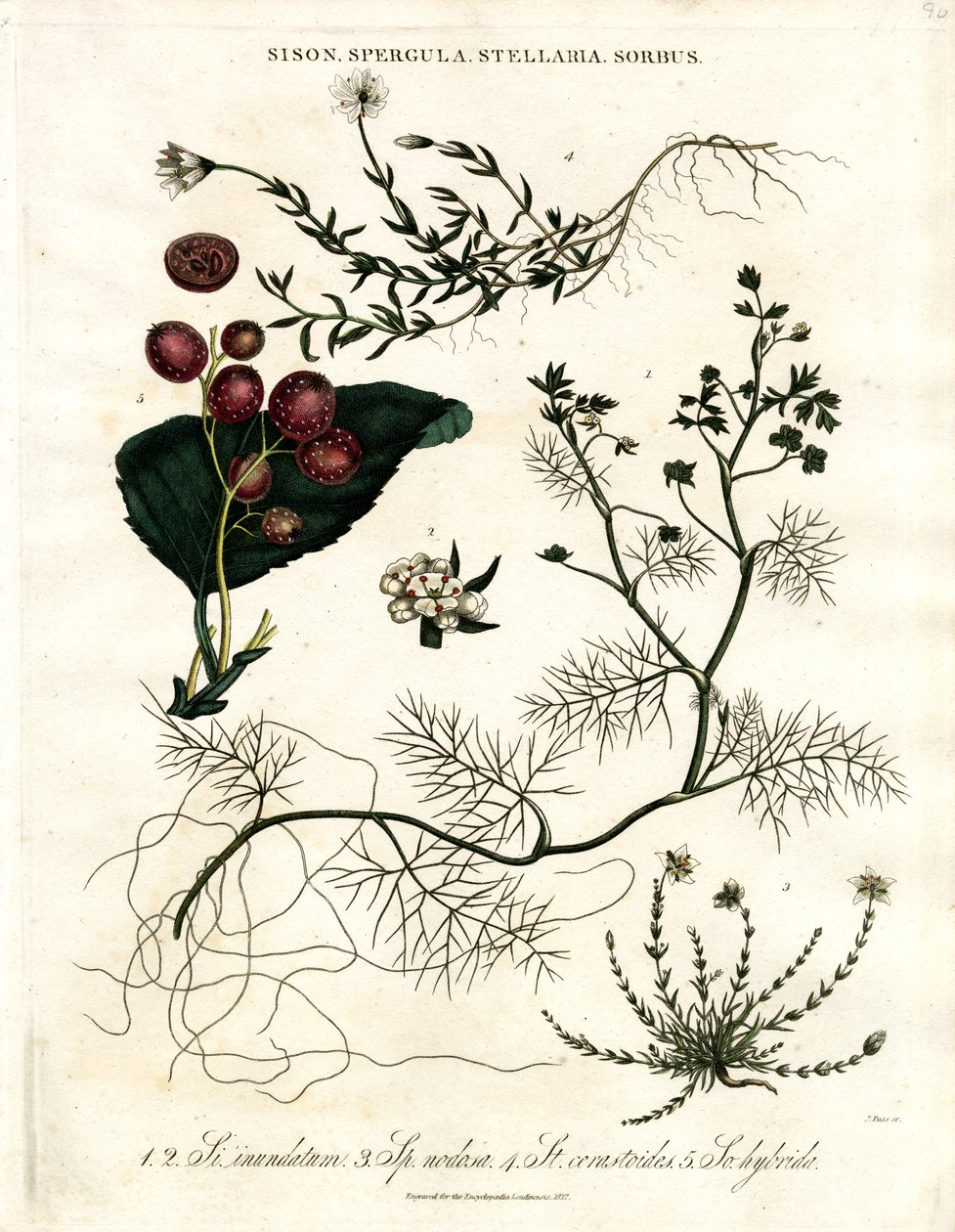 Sison; Spergula; Stellaria; Sorbus door John Pass
