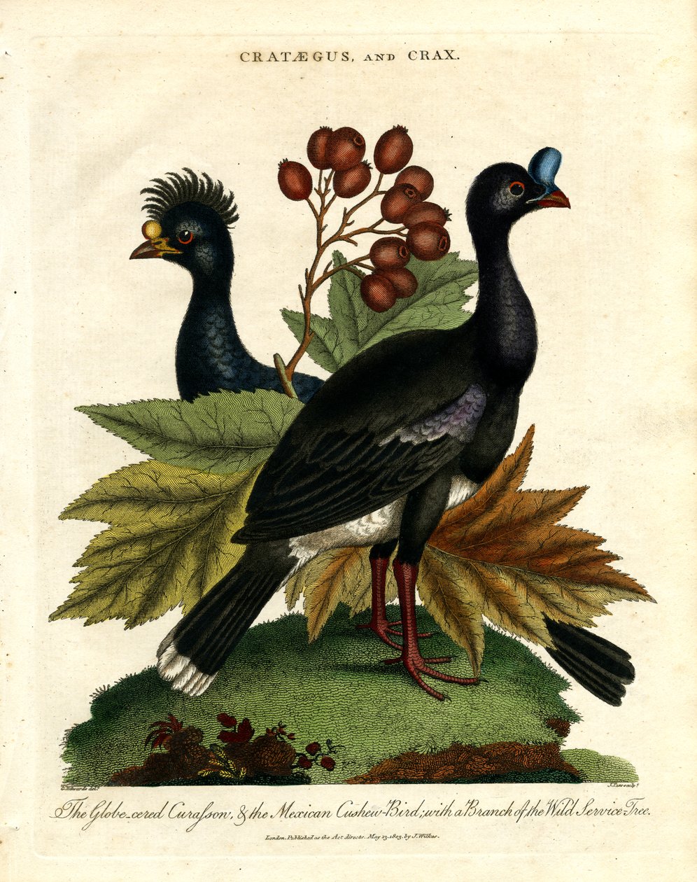De Curapson met de kraag en de Mexicaanse koekoeksvogel met een tak van de wilde dienstboom door John Pass