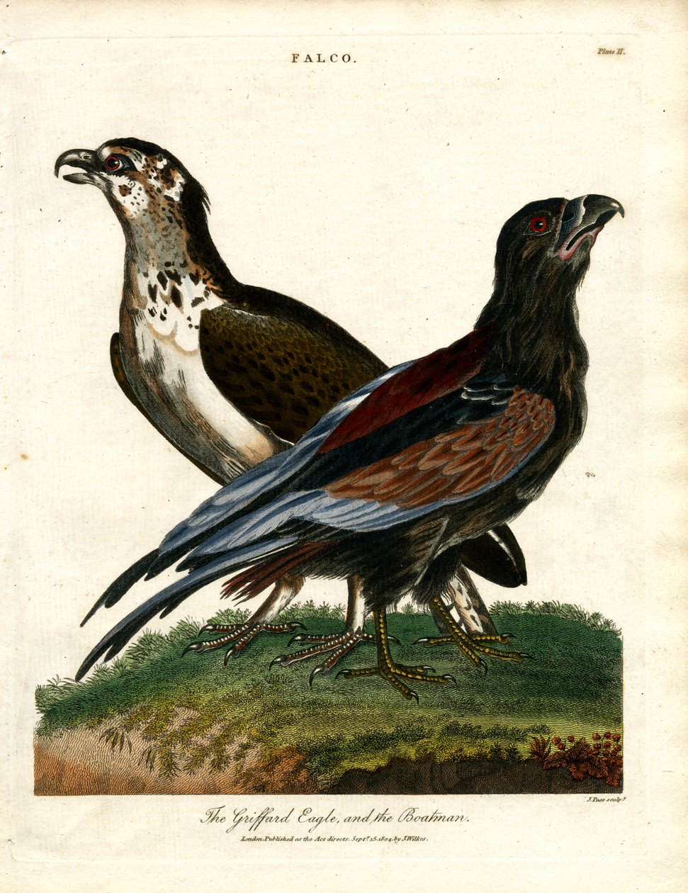 De Griffioenarend en de bootsman door John Pass