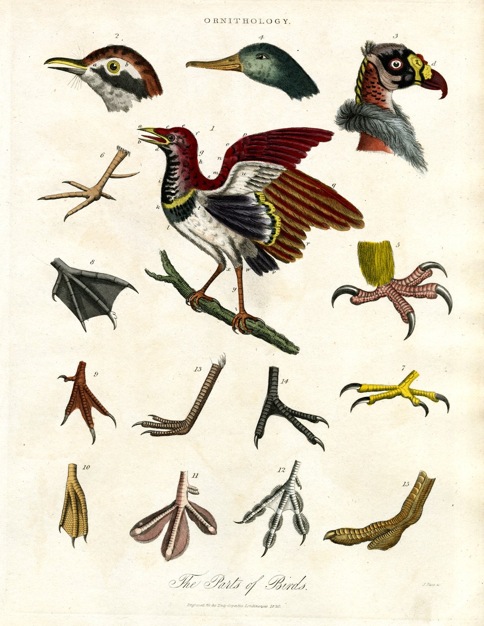 De onderdelen van vogels door John Pass