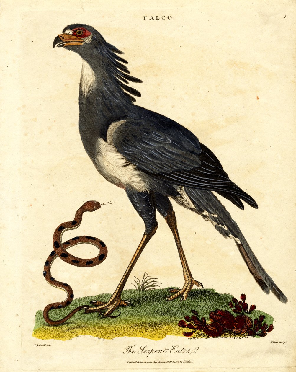 De Secretarisvogel of Slangeneter door John Pass