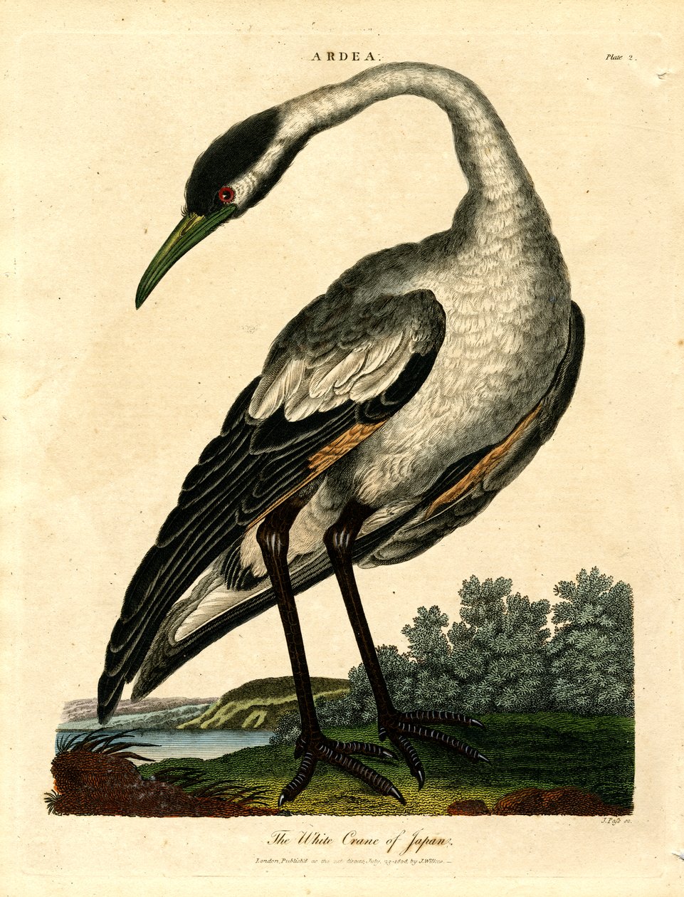 De witte kraanvogel van Japan door John Pass