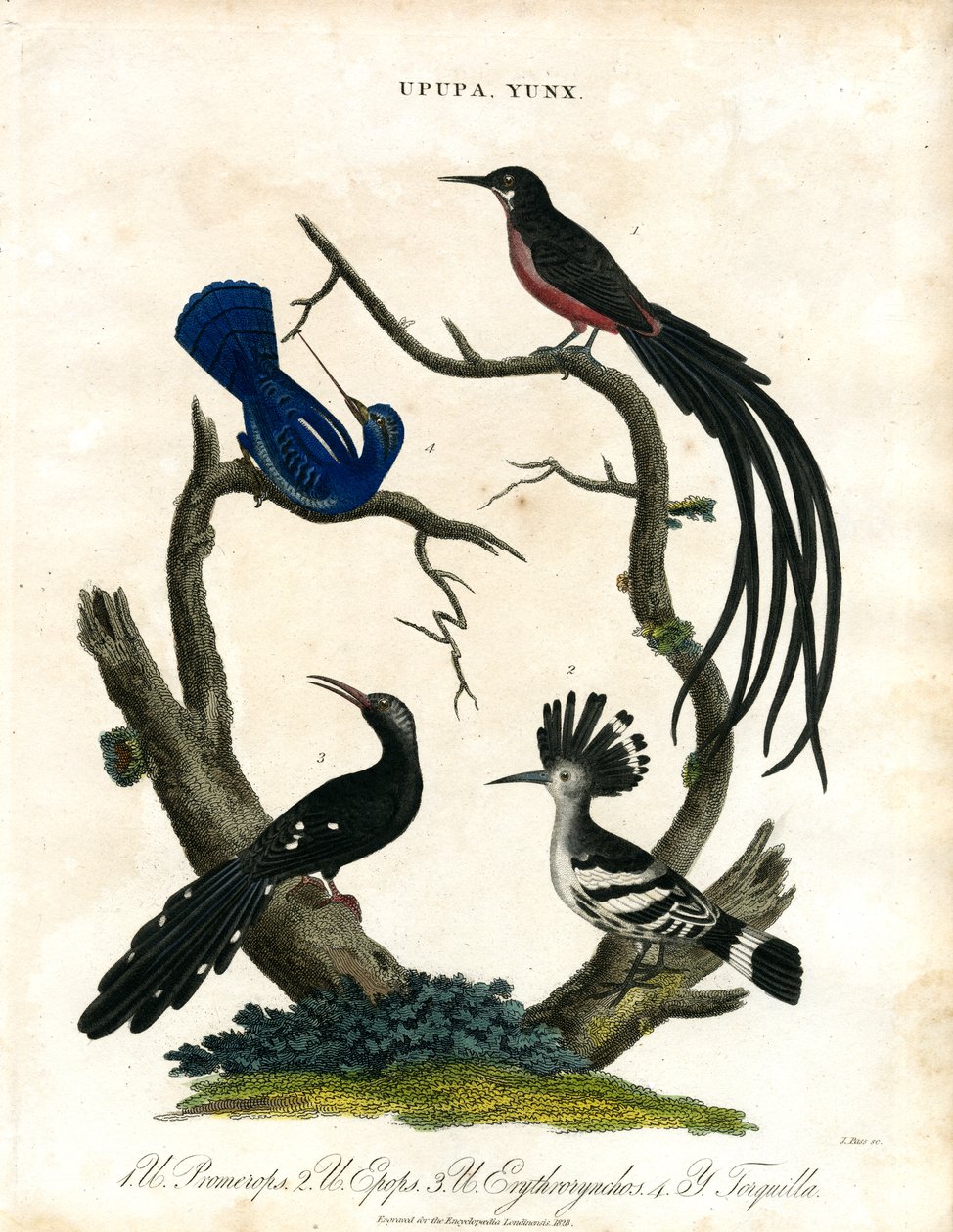 Upupa en Yunx (Hop en Wryneck) door John Pass