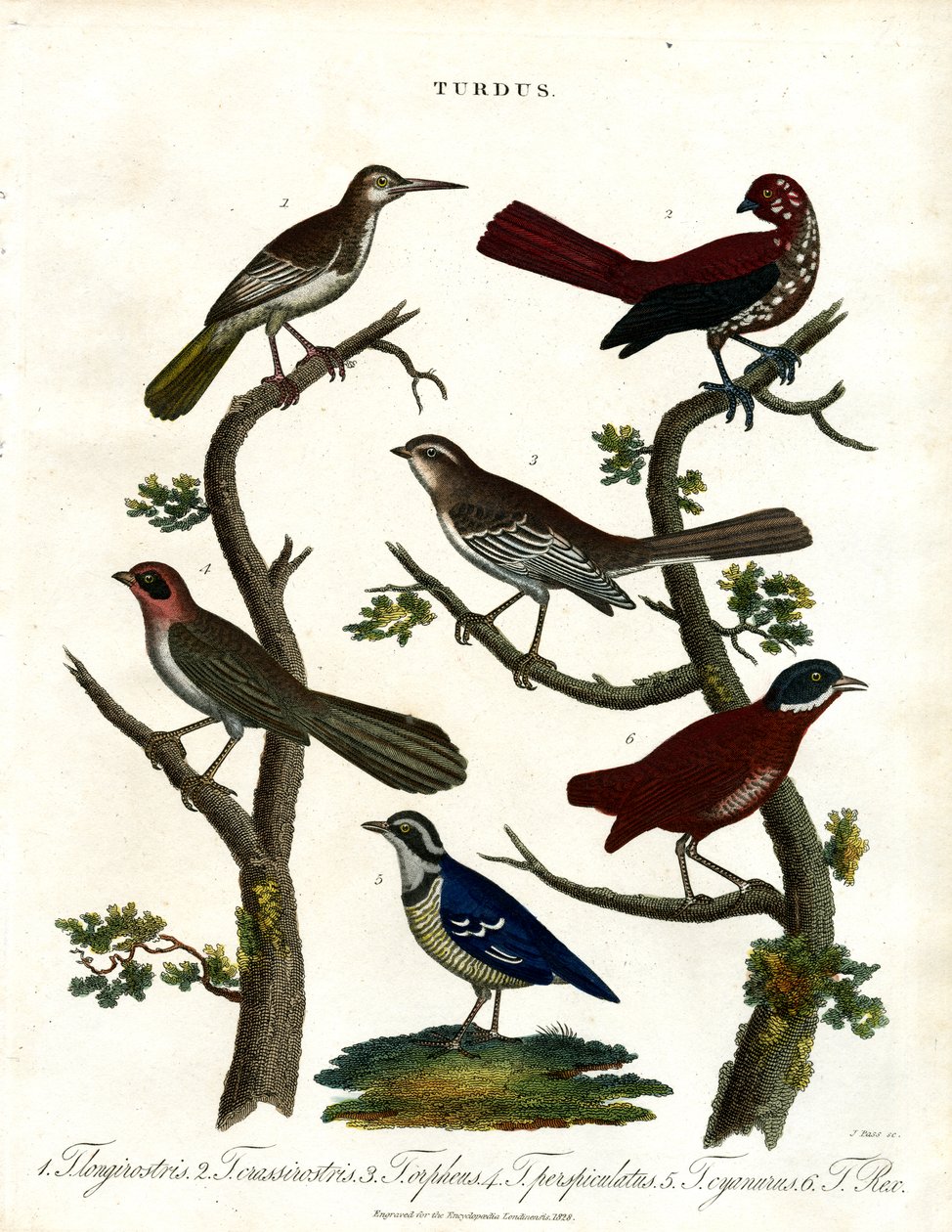 Diverse lijster soorten (Turdus) door John Pass