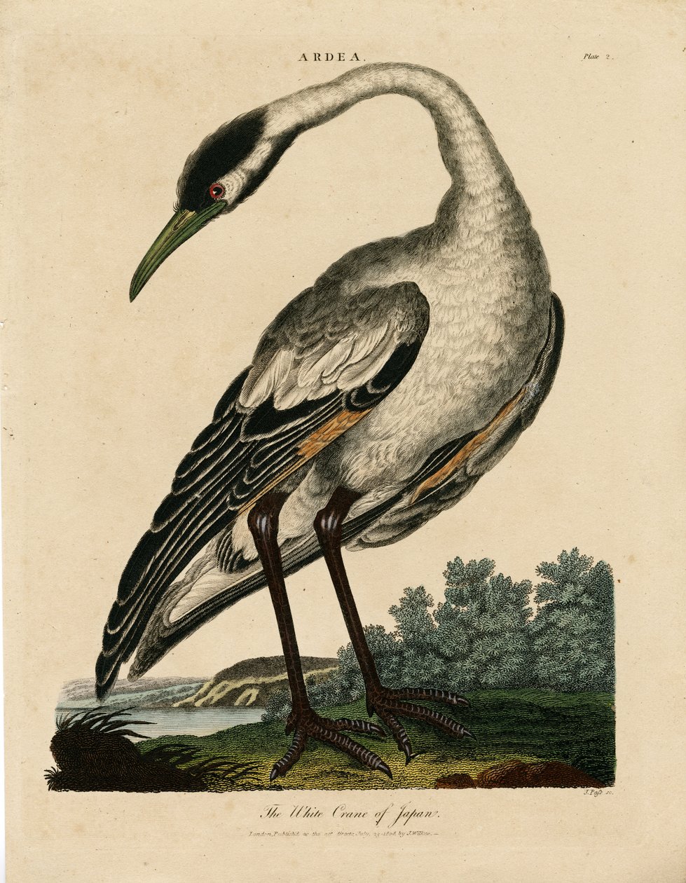 Witte kraanvogel van Japan (Ardea) door John Pass