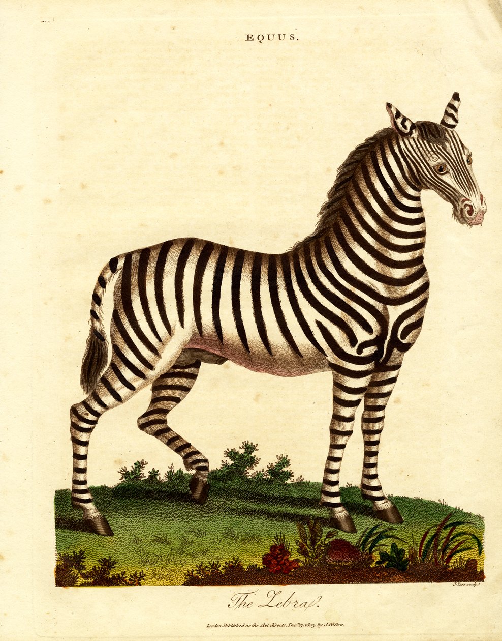 Zebra (Equus) door John Pass