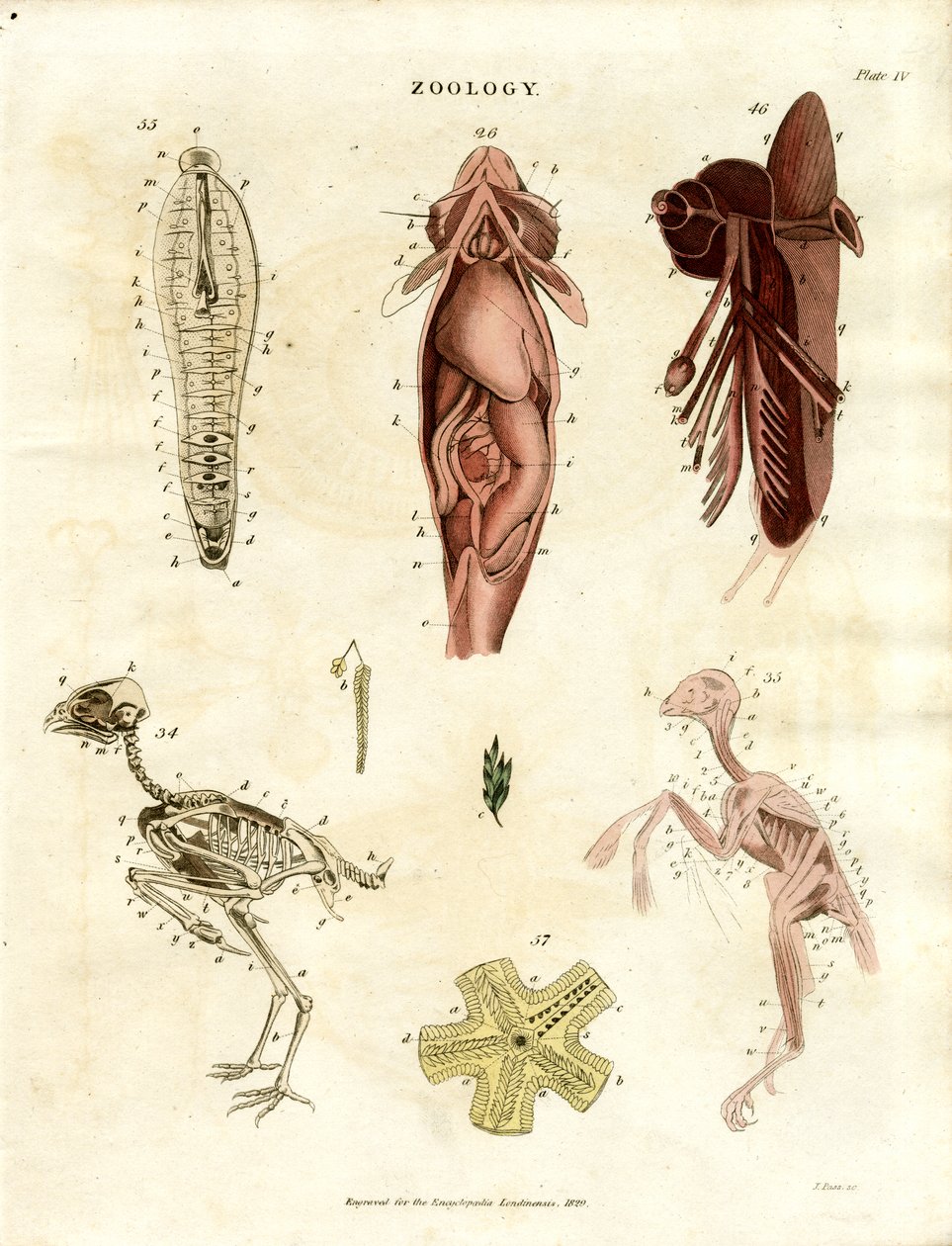 Zoölogische Anatomische Illustraties (Plaat XV) door John Pass