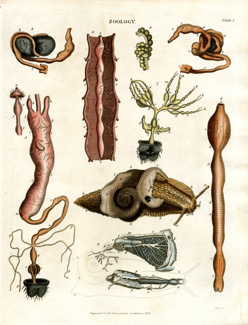 Dierkunde Plaat I: Anatomische illustraties van verschillende dieren door John Pass