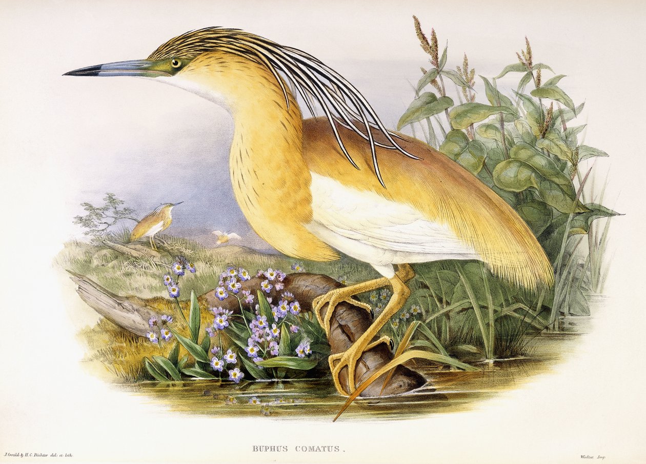 Buphus Comatus, ca. 1862-3 door John and Richter Henry Constantine Gould