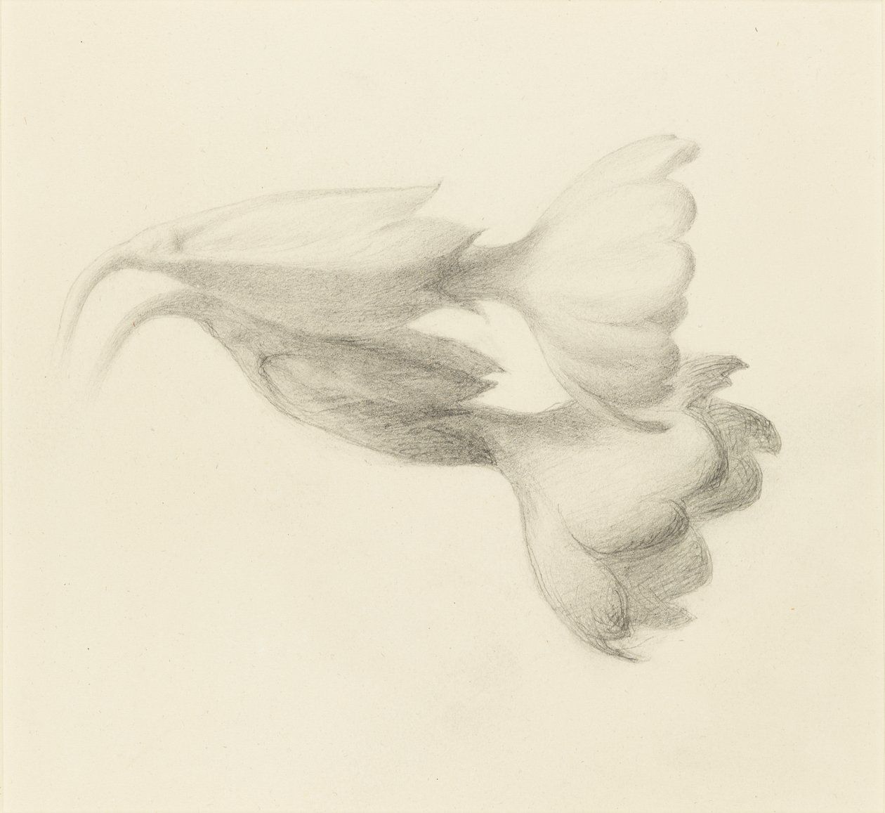 Sleutelbloemklokken, waarschijnlijk 1871 door John Ruskin