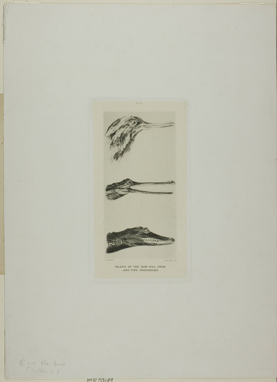 Koppen van zaagbek-eend en twee krokodillen door John Ruskin