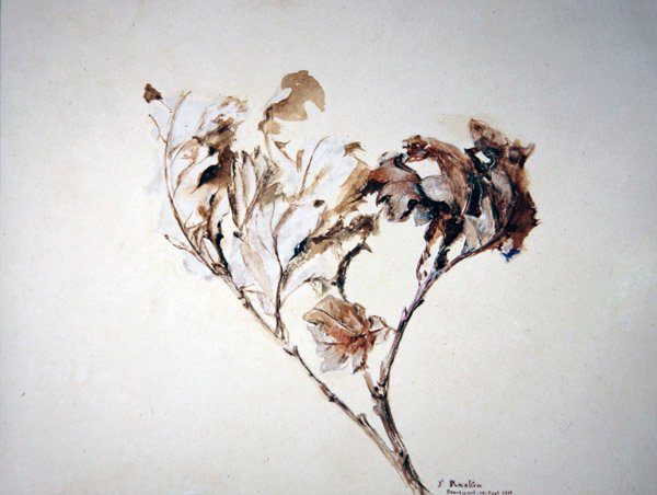 Studie van Eikenbladeren door John Ruskin