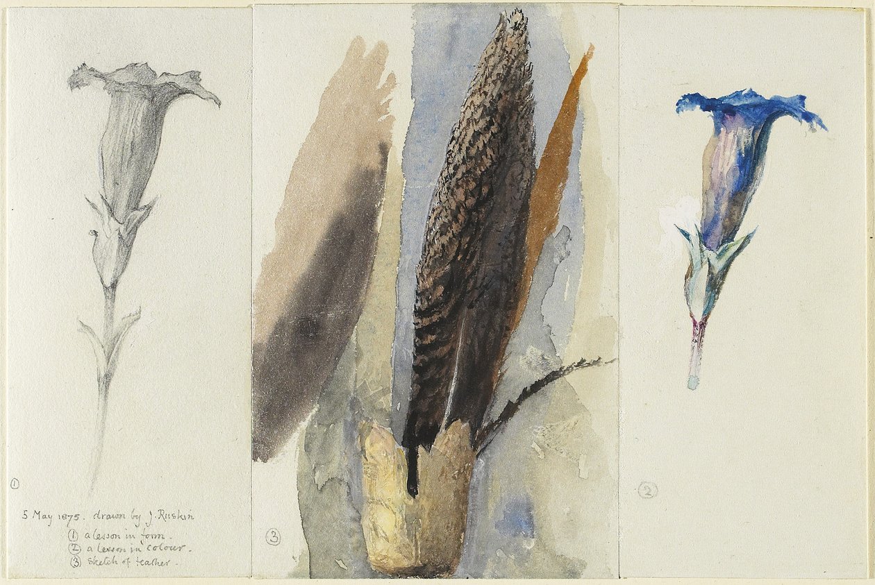 Studie van een veer, geflankeerd door twee studies van een gentiaan, 1875 door John Ruskin
