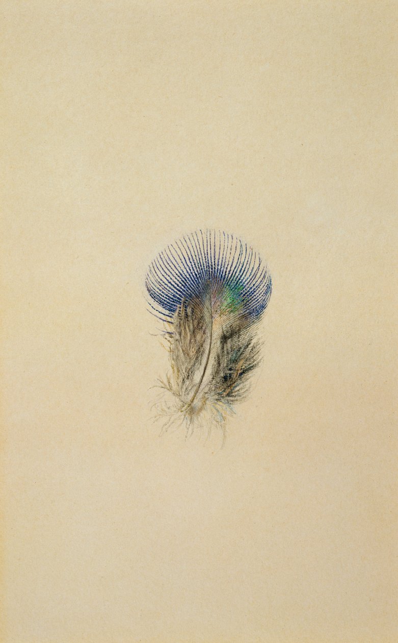 Studie van een Pauwenveer door John Ruskin