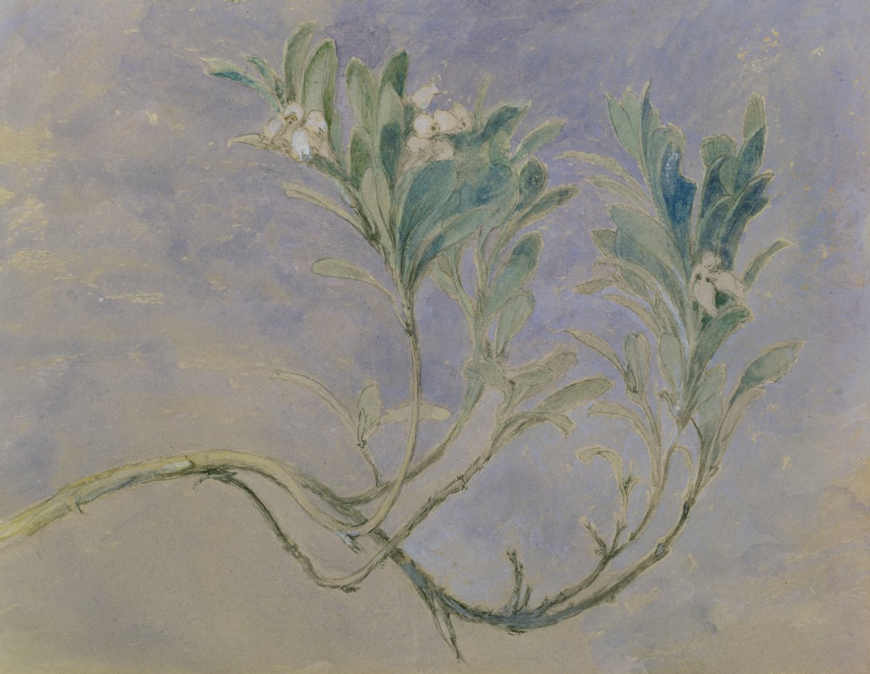 Studie van een takje van een mirteboom, c.1877 door John Ruskin