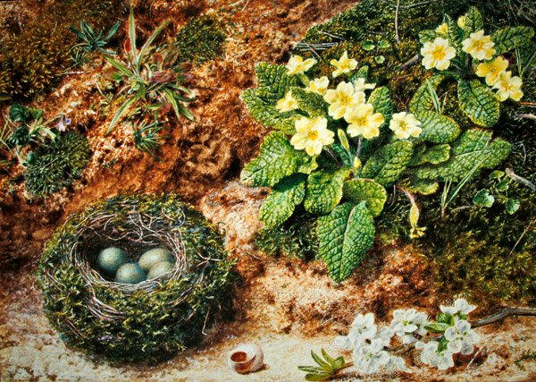 Vogelnest met sleutelbloemen door John Sherrin