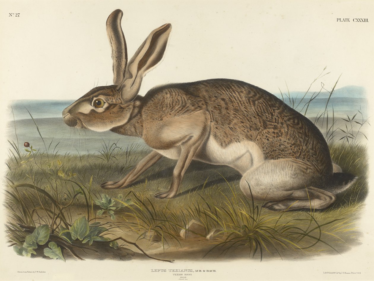 Texaanse Haas, 1848 door John T. Bowen