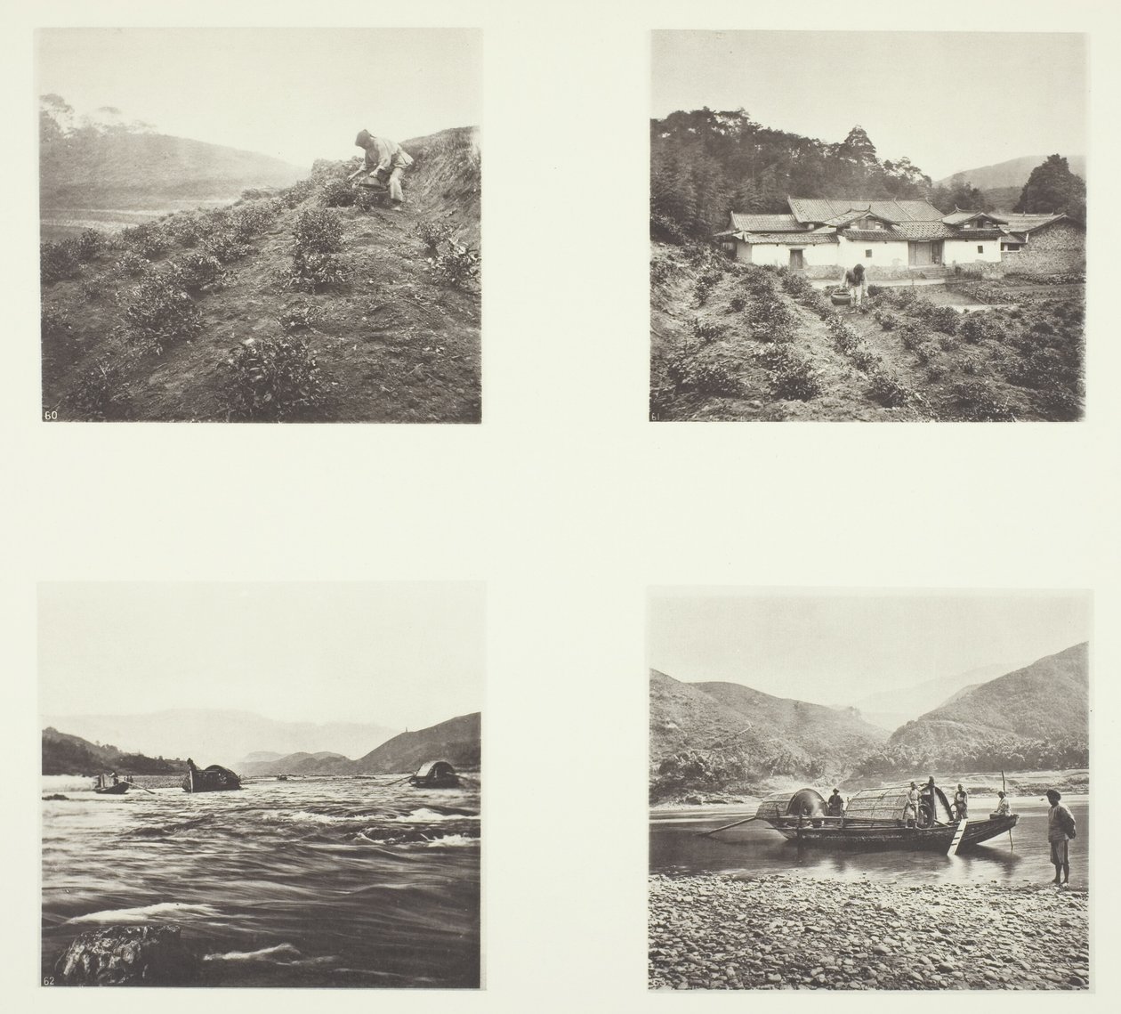 De theeplant; De theeplant; Yenping-rivier; Een kleine snelle boot door John Thomson